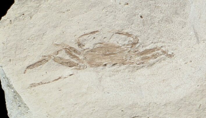 Fossil Pea Crab (Pinnixa) From California - Miocene #42939